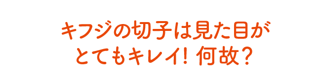 キフジの切子は見た目がとてもキレイ! 何故？